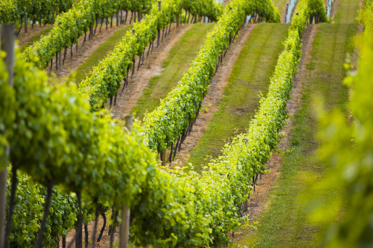 Off to Visit Pacific Northwest Wineries